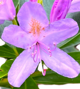 Rhododendron Project Information